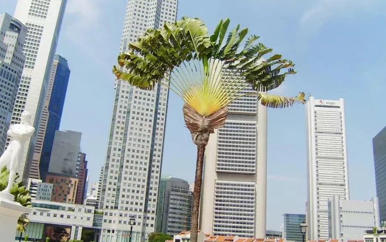 新加坡公司注册首选美盛:全链路护航中资出海,合规落地一步到位 新加坡公司注册首选美盛:全链路护航中资出海,合规落地一步到位